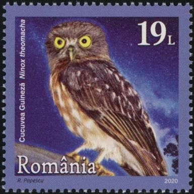 Papuan Boobook (Ninox theomacha)