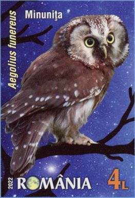 Boreal Owl (Aegolius funereus)