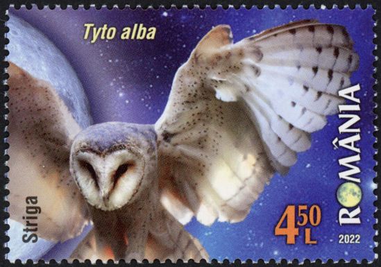 Barn Owl (Tyto alba)