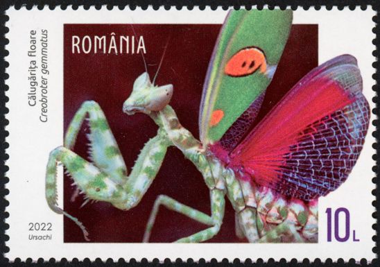 Jeweled Flower Mantis (Creobroter gemmatus)