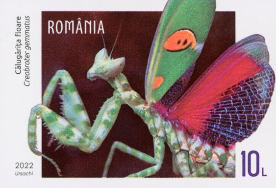 Jeweled Flower Mantis (Creobroter gemmatus)