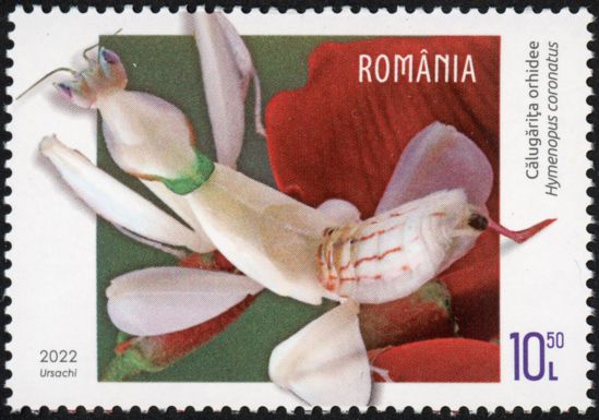 Orchid Mantis (Hymenopus coronatus)