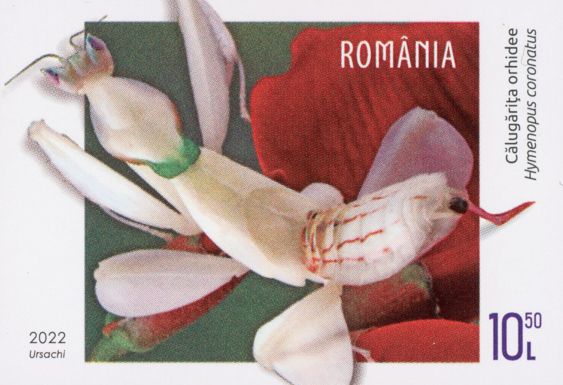 Orchid Mantis (Hymenopus coronatus)