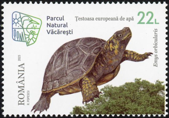 European Pond Turtle (Emys orbicularis)