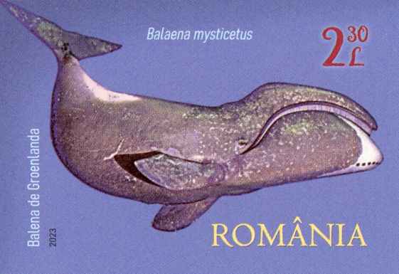 Bowhead Whale (Balaena mysticetus)