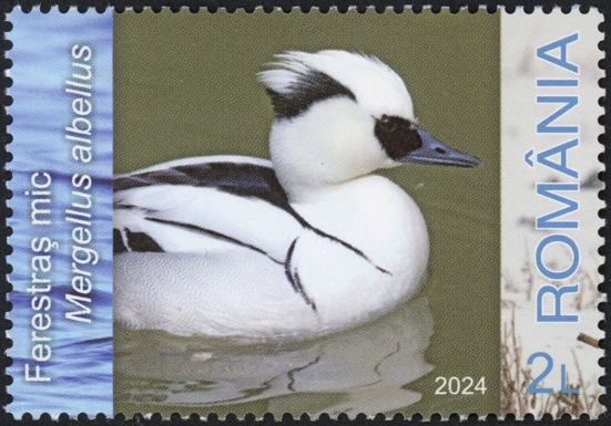 Smew (Mergellus albellus)
