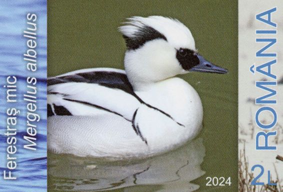 Smew (Mergellus albellus)
