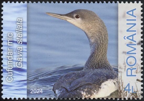 Red-throated Loon (Gavia stellata)