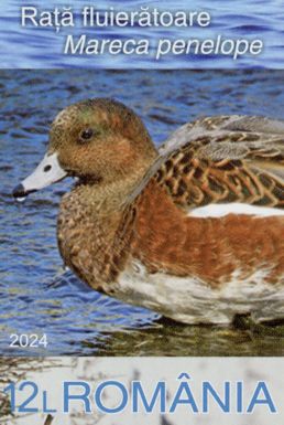 Eurasian Wigeon (Mareca penelope)