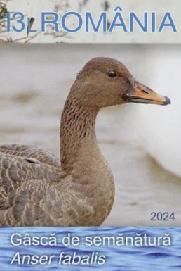 Taiga Bean Goose (Anser fabalis)