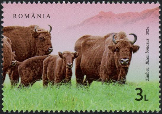 Wild Bison (Bison bonasus)