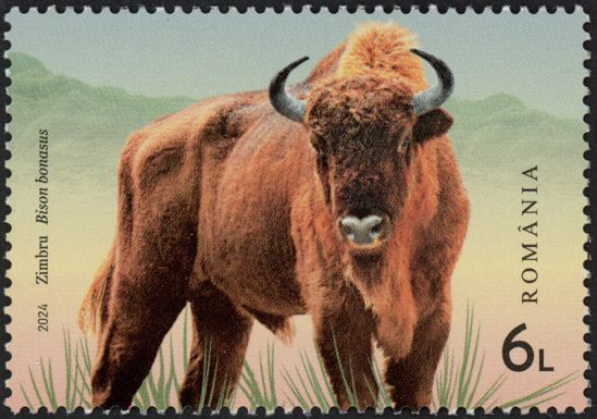 Wild Bison (Bison bonasus)