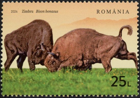 Wild Bison (Bison bonasus)