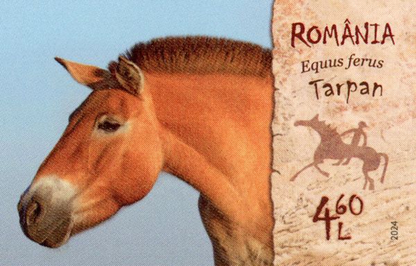 Wild Horse (Equus ferus)