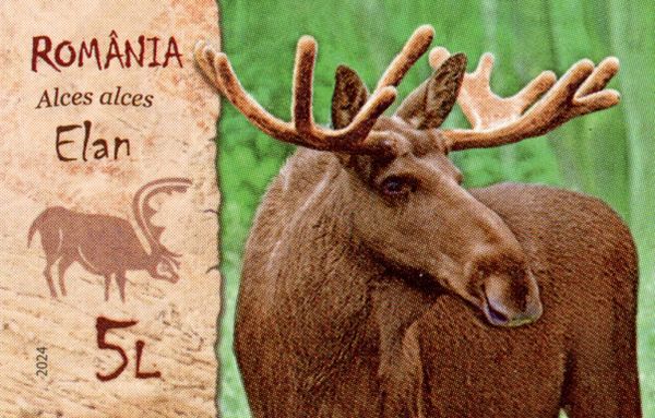 Moose (Alces alces)