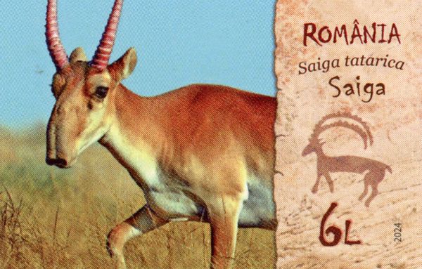 Saiga (Saiga tatarica)