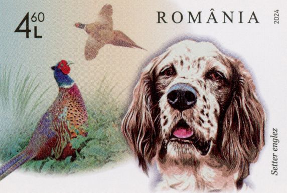 English Setter and Pheasant