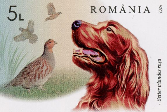 Irish Setter and Quail