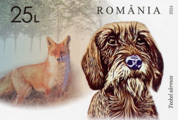 Wirehaired Dachshund and Fox