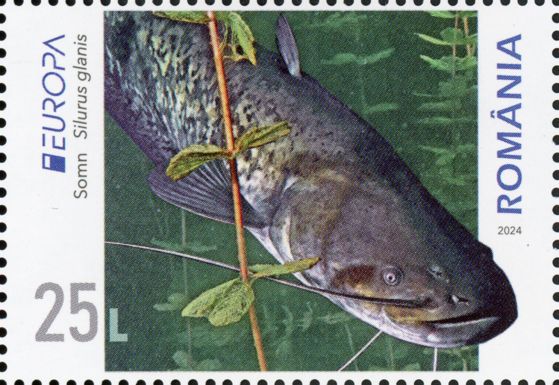 Wels Catfish (Silurus glanis)