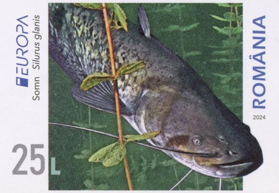Wels Catfish (Silurus glanis)