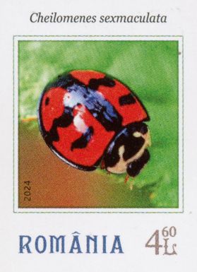 Cheilomenes sexmaculata
