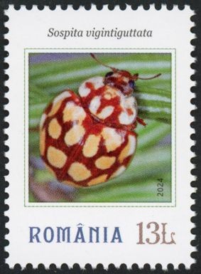 Sospita vigintiguttata