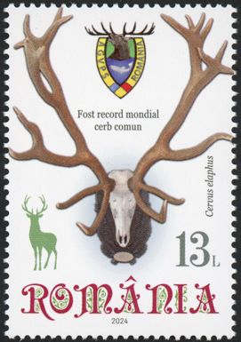 The Carpathian Deer Trophy