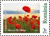 Common Poppy (Papaver rhoeas)