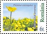 Corn Buttercup (Ranunculus arvensis)