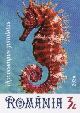 Long-Snouted Seahorse (Hippocampus guttulatus)