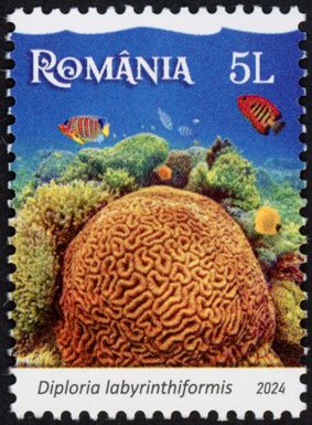 Grooved Brain Coral (Diploria labyrinthiformis)