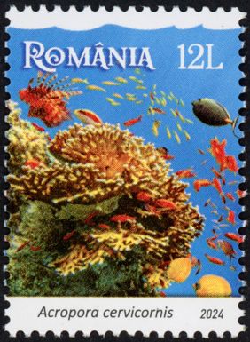 Staghorn Coral (Acropora cervicornis)