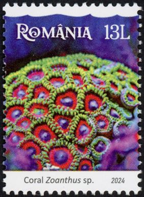 Button polyp (Zoanthus sp)