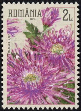 Crysanthemums, pink