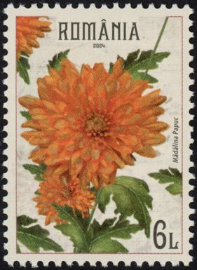 Crysanthemums, orange