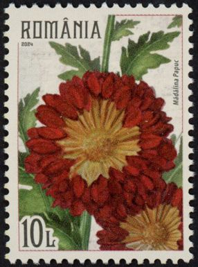 Crysanthemums, red-yellow