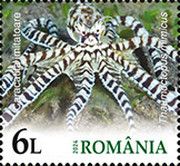 Mimic Octopus (Thaumoctopus mimicus)