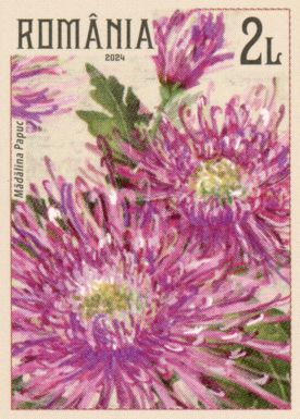 Crysanthemums, pink