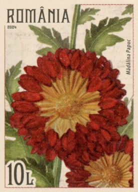 Crysanthemums, red-yellow