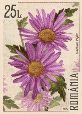Crysanthemums, light purple