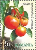 Tomato (Solanum lycopersicum)