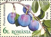 Plums (Prunus domestica)