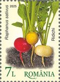Radishes (Raphanus sativus)