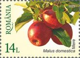 Apples (Malus domestica)