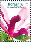 Mulan Magnolia (Magnolia liliiflora)