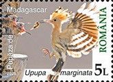 Madagascar Hoopoe (Upupa marginata)