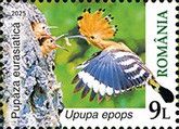 Eurasian Hoopoe (Upupa epops)
