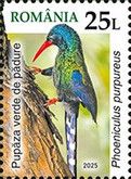 Green Wood Hoopoe (Phoeniculus purpureus)