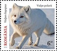 Arctic Fox (Vulpes lagopus)